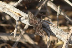 Hesperopsis alpheus