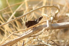 Hesperopsis alpheus