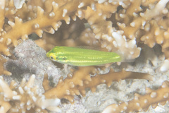Halichoeres chloropterus