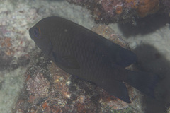 Hemiglyphidodon plagiometopon