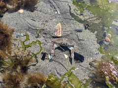 Metacarcinus magister