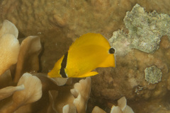 Chaetodon semeion