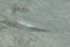 Amblygobius nocturnus