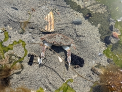 Metacarcinus magister