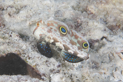 Signigobius biocellatus
