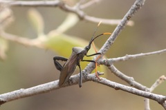 Acanthocephala thomasi