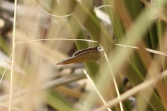 Callophrys mcfarlandi