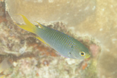 Neopomacentrus nemurus
