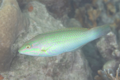 Halichoeres chloropterus