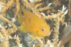 Pomacentrus moluccensis