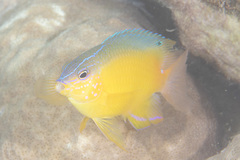 Pomacentrus simsiang