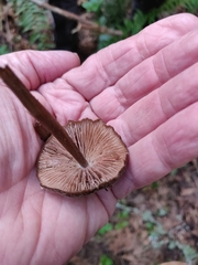 Entoloma holoconiotum