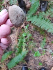 Entoloma holoconiotum