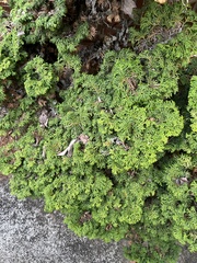 Chamaecyparis obtusa