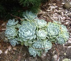 Echeveria elegans