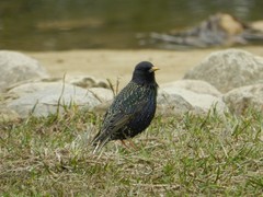 Sturnus vulgaris