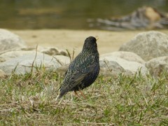 Sturnus vulgaris