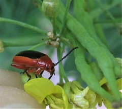 Disonycha discoidea