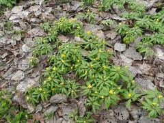 Anemonoides ranunculoides