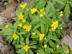 Anemonoides ranunculoides