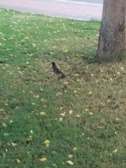 Acridotheres tristis