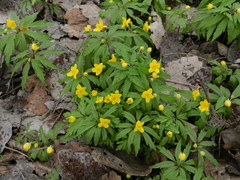 Anemonoides ranunculoides