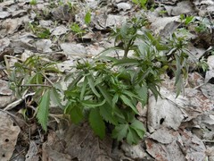 Ranunculus cassubicus