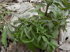 Ranunculus cassubicus