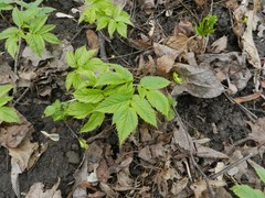 Aegopodium podagraria