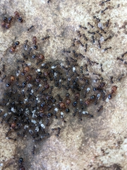 Pheidole crassicornis