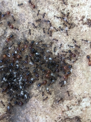 Pheidole crassicornis