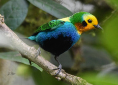 Chlorochrysa nitidissima