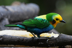 Chlorochrysa nitidissima