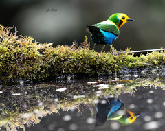 Chlorochrysa nitidissima