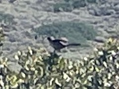 Polioptila californica