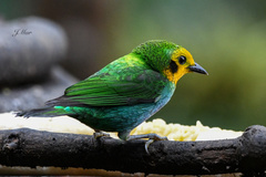 Chlorochrysa nitidissima