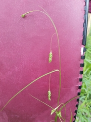 Carex formosa
