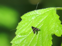 Adela septentrionella