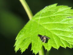 Adela septentrionella