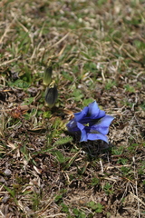 Gentiana acaulis