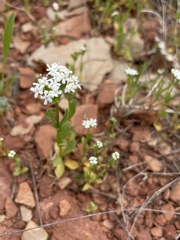 Valerianella amarella