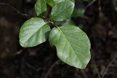 Styrax redivivus