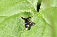 Adela septentrionella