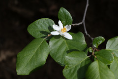 Styrax redivivus