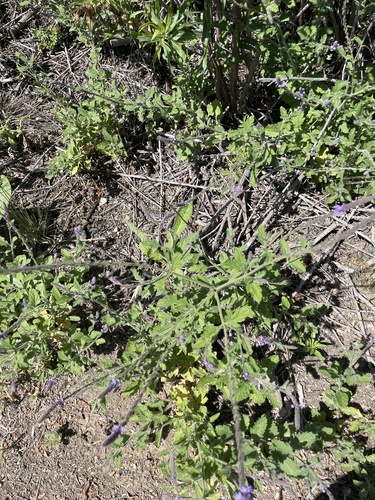 iNaturalist observation photo of western vervain
