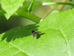 Adela septentrionella