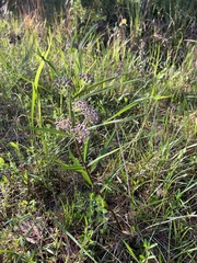 Asclepias longifolia image