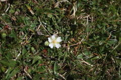 Potentilla montana