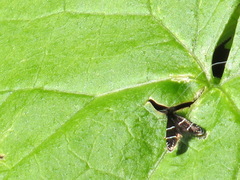 Adela septentrionella