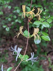 Lonicera japonica